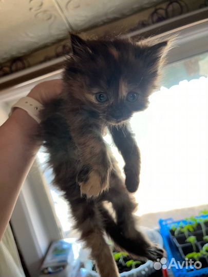 Котята даром