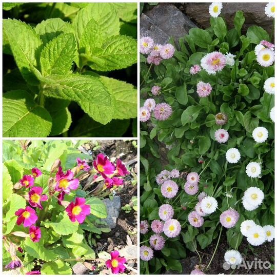 Садовые растения