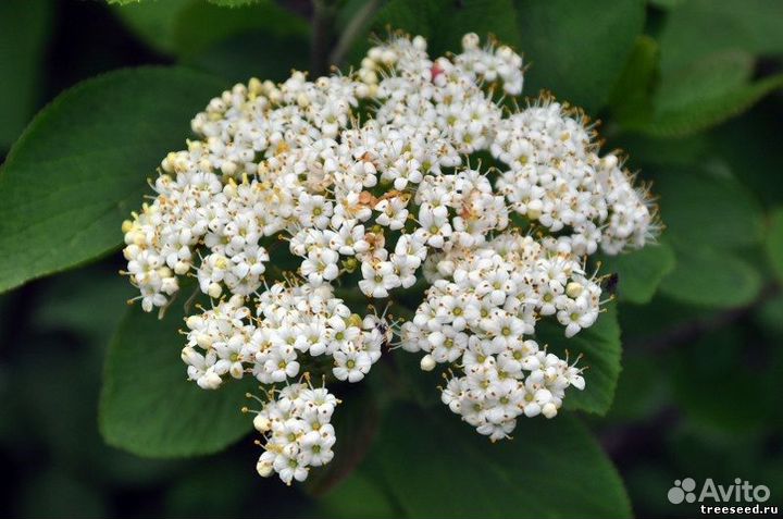 Калина, разные виды, семена
