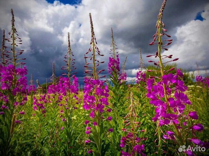 Иван-чай 1кг по правилам, традиционный