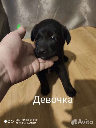 Щенки бесплатно
