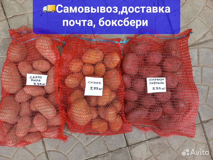 Семенной картофель хорошего качества