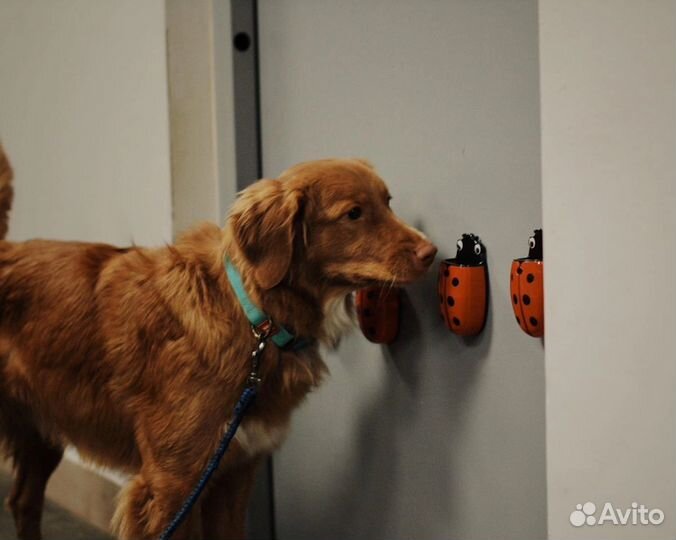 Ноузворк NoseWork