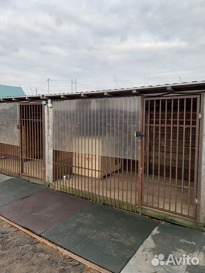 Передержка собак зоогостиница