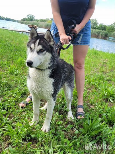 Сибирский хаски