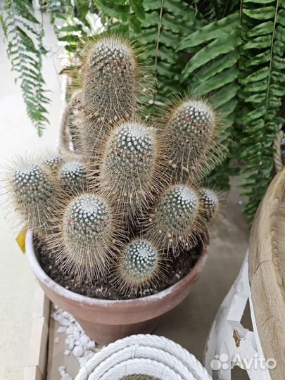 Кактус маммилярия магнифик