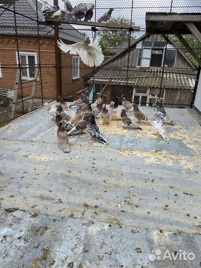 Голуби бойные, летные