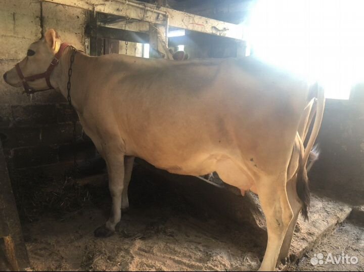 Джерсейская корова, нетель, телка