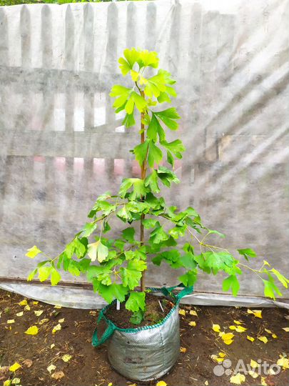 Гинкго билоба