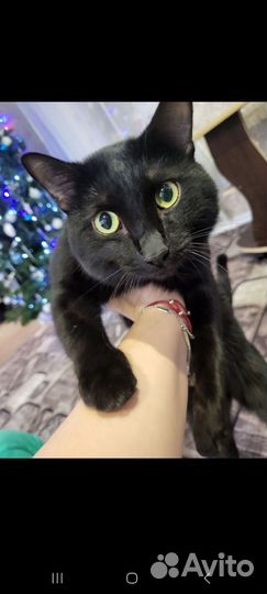 Египетская мау