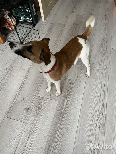 Парсон Рассел терьер