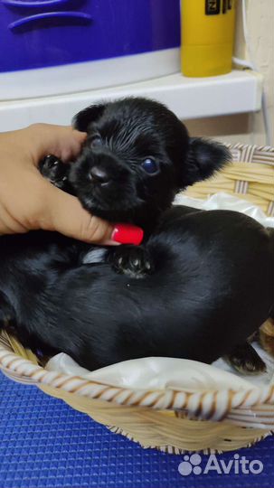 Малыши цветного йорка