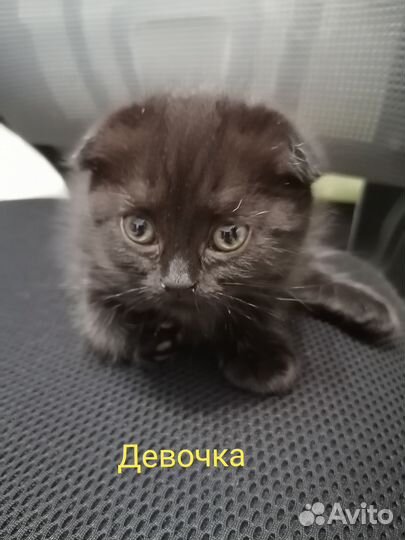 Котята от шотландской кошки, новогодний подарок