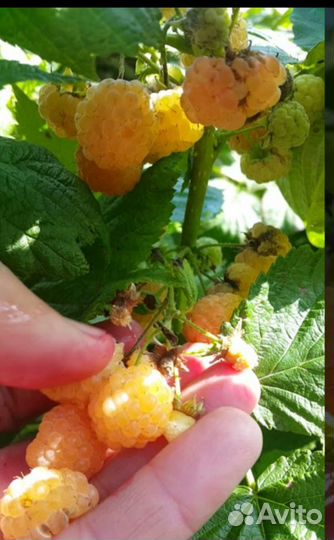 Ремонтантная малина