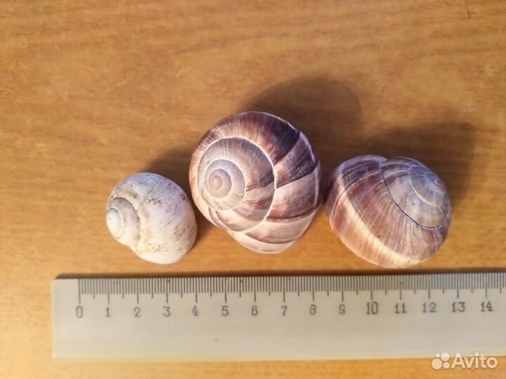 Ракушки для аквариума