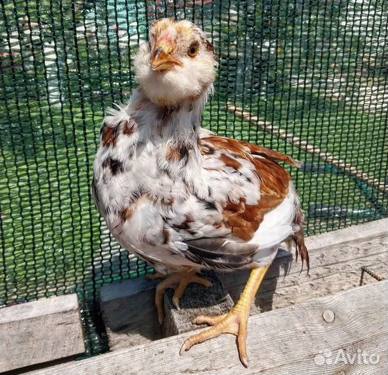 Куры цыплята