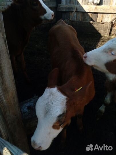 Продам телочку