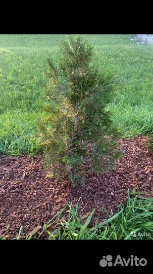 Мульча сосновая кора