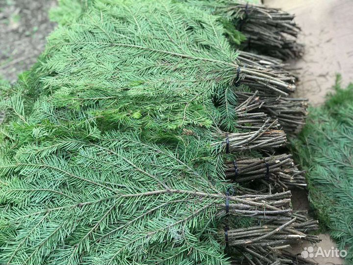 Веники для бани