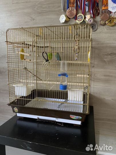 Попугай с клеткой