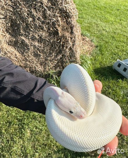 Змея королевская шаровая редкая