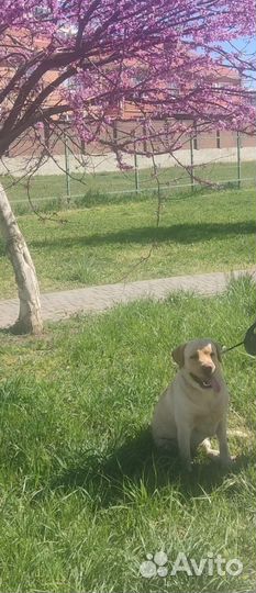 Отдам в добрые руки