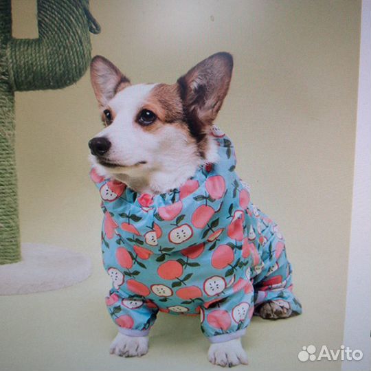 Одежда для собак