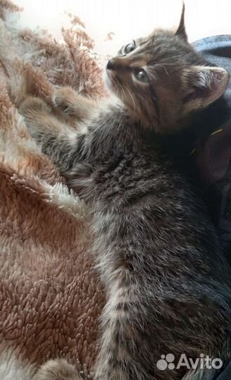 Отдамим котят бесплатно