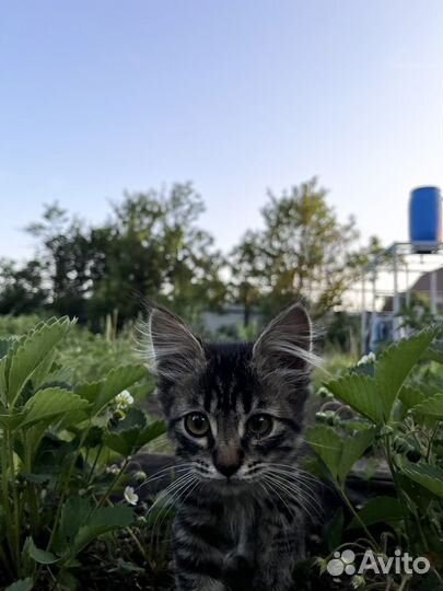 Отдам в добрые руки котят - девочки