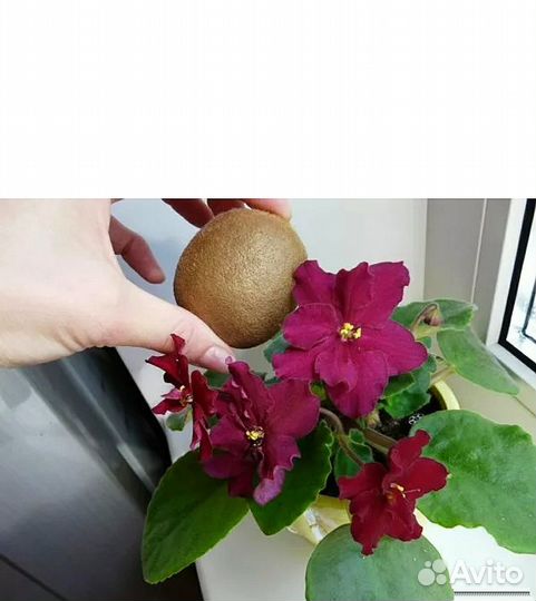 Взрослые сортовые цветущие фиалки, детки и черенки