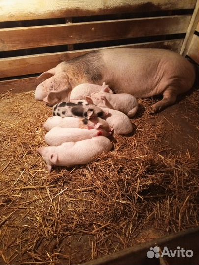 Продаются поросята