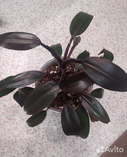 Филодендрон Лиза