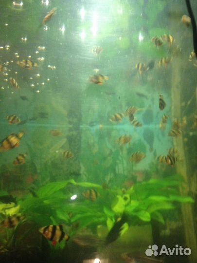 Аквариумные рыбки