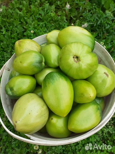 Помидоры домашние