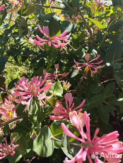 Каприфоль,лиана