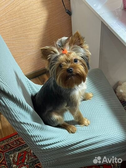 Йорк мини вязка