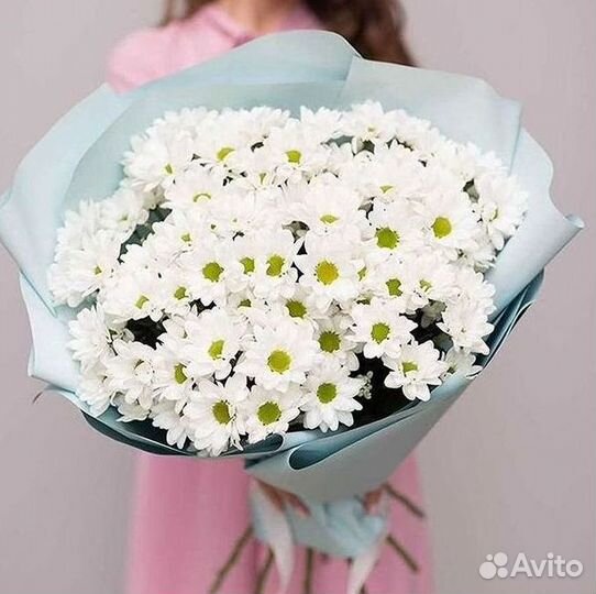 Хризантема