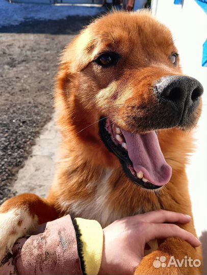 Ищет дом рыжее чудо