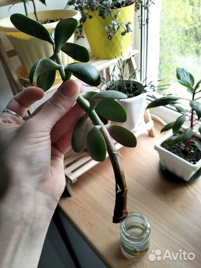 Сансевиерия и толстянка