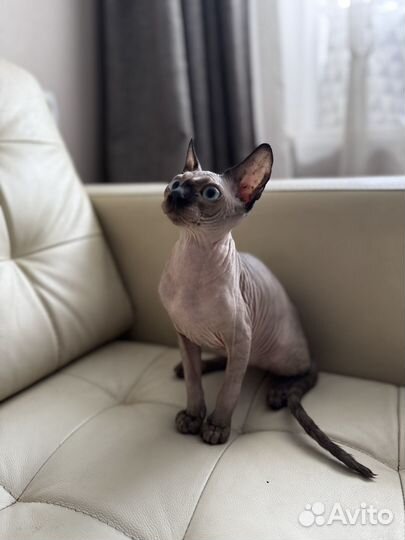 Кошка сфинкс