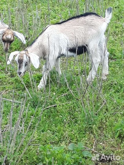 Нубийский козел