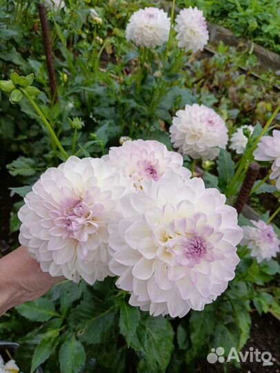 Гладиолусы и Георгины на срез