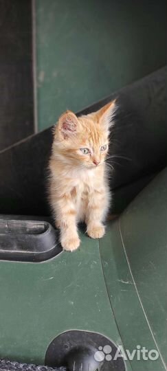 Милый котенок
