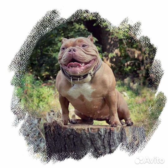 Кобель. Американский булли