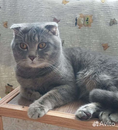 Кот вязка