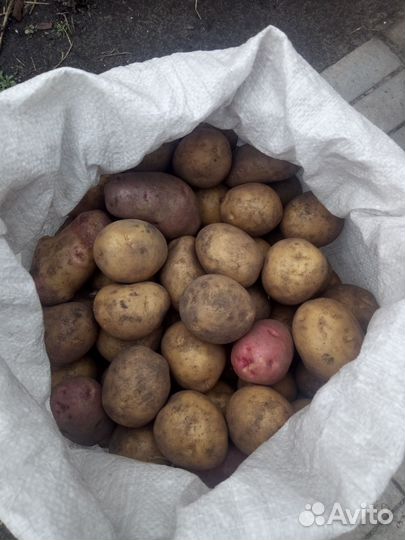 Продам картофель