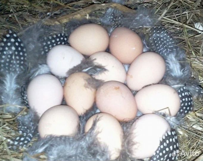 Инкубационное яйцо цесарки