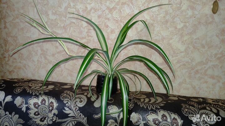 Хлорофитум