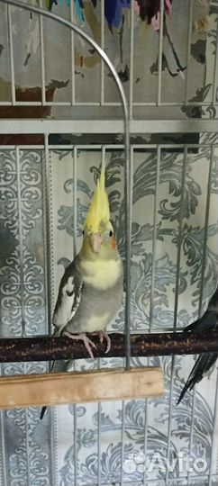 Попугай корелла самец