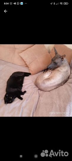 Передержка собак в домашних условиях